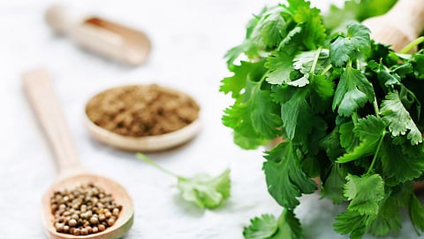 Coriander Benefits