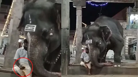 Funny Elephant Viral Video