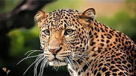 Leopard