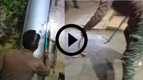 Cobra Snake Viral Video