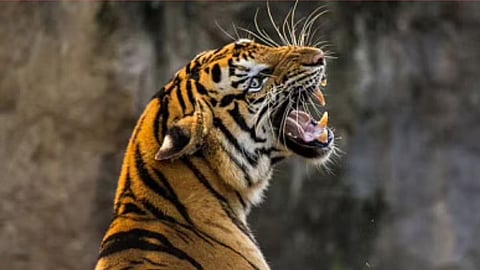tiger