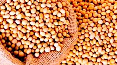 Soybean