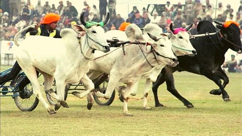 Bullock Cart Race