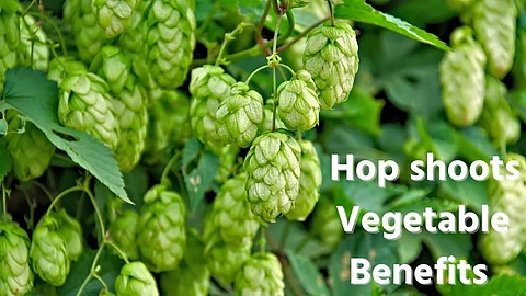 Most Expensive Vegetable