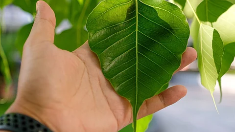 Sacred Fig Benefits