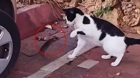 Cat vs Rat Fight