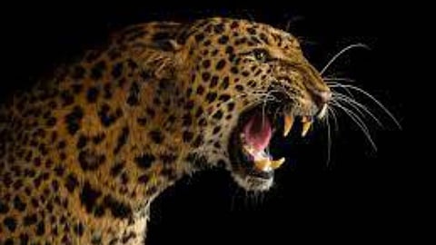 girl died in leopard attack in dhangarwada near shahuwadi