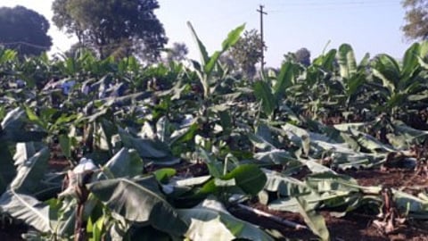 Jalgaon News Banana Crop