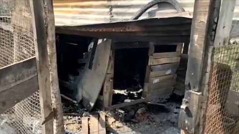 satara, fire, pigeons