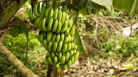 Nandurbar News Banana