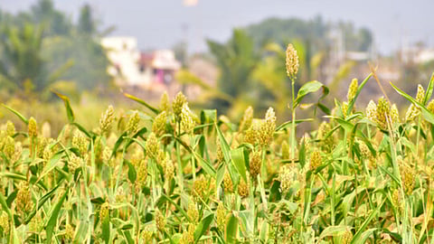Sangli, jowar