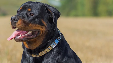 rottweiler Bite in Mumbai News