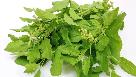 Tulsi Benefits