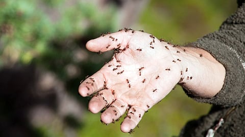 Ants Tell About Cancer