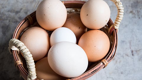 Egg Harmful For Health