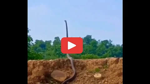 Cobra