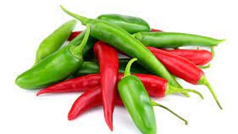 palghar, Chilli Crop