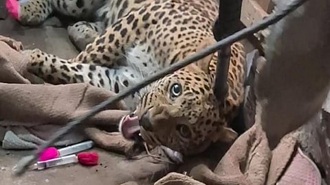 Chakan, leopard