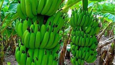 Banana Price