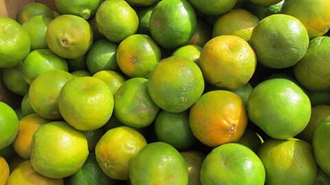 Avkali Paus, Nagpur, Santra, unseasonal rain