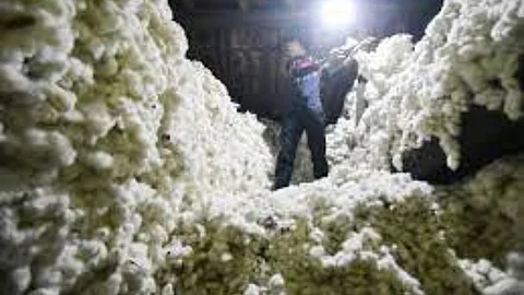 Cotton Price