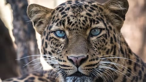 Ratnagiri, Rajapur, Leopard