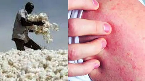 Cotton Price News