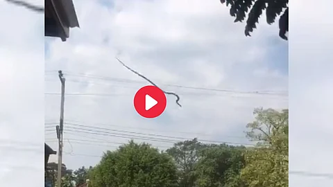 Flying snakes