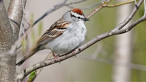 World Sparrow Day 2023