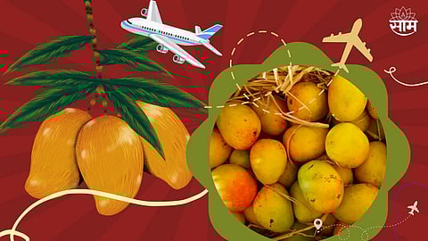 Indian Mango Destinations