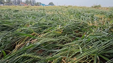 Agriculture News