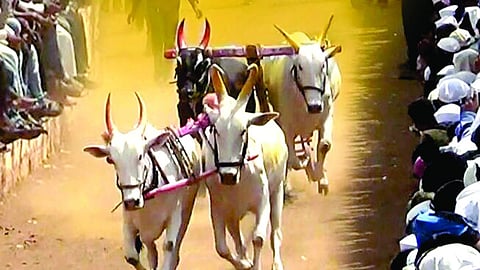 Khalapur, bailgada sharyat, wadval, women