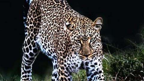 black leopard, Navegaon Nagzira Tiger Reserve, gondia
