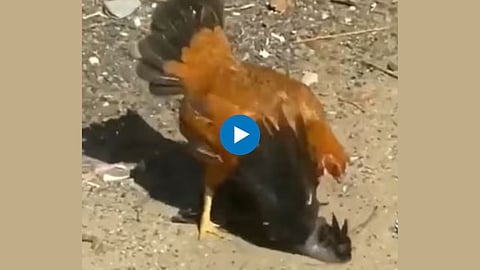 Viral Video