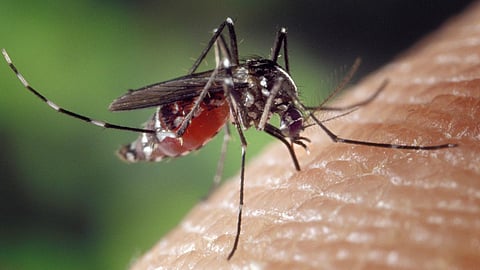 Bitten By Mosquitoes
