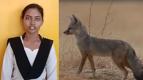 Sangli Fox Attack News