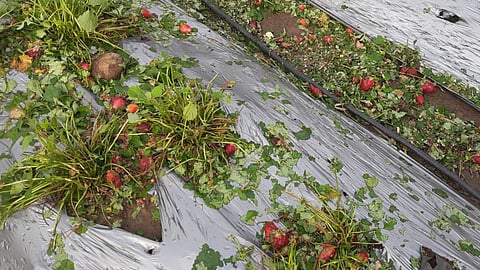loss of strawberry, Nanded, unseasonal rain
