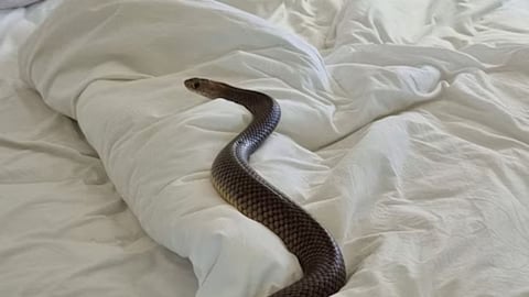 Snake