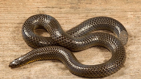 Snake Entered Man Private Part