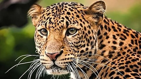 Kalyan Leopard News