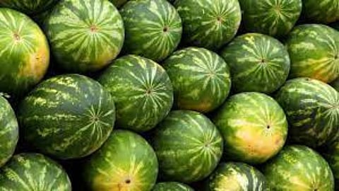 Watermelon Price