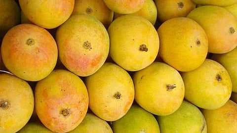Are You Eating Mangoes That Contain Toxic Chemicals