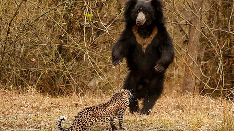 leopard and bear video