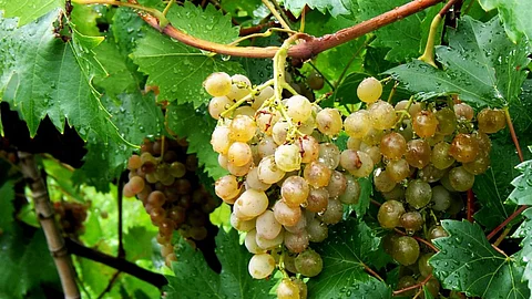 grapes, sangli, solapur
