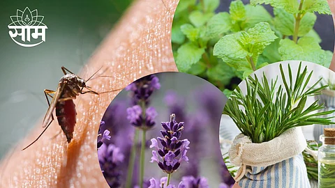 Get Rid of Mosquitoes From Home