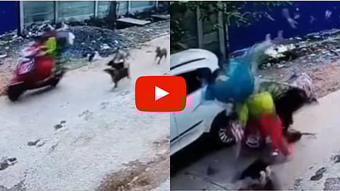 Dog Attack Video