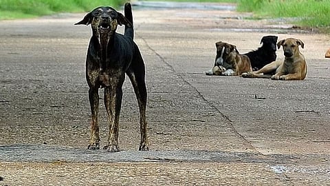 Dog, chhatrapati sambhaji nagar