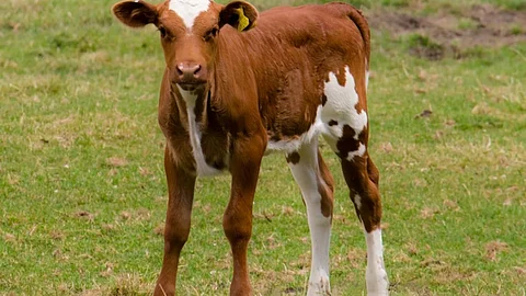Calf, Phaltan. Satara Crime News,
