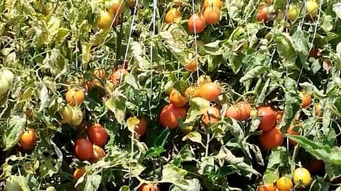 buldhana, tomato, farmers