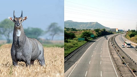 Samruddhi Highway Accident